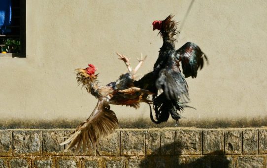Keuntungan Bermain Sabung Ayam