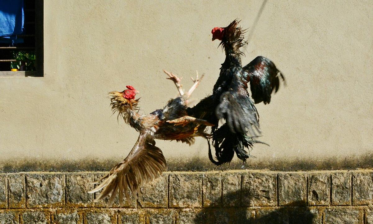 Keuntungan Bermain Sabung Ayam