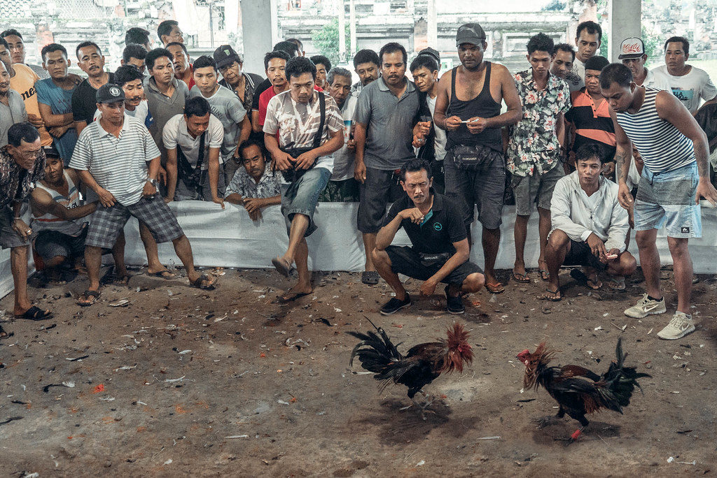 Penghasilan Dari Sabung Ayam