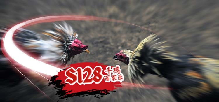 Perbanyakan Pengetahuan Sabung Ayam